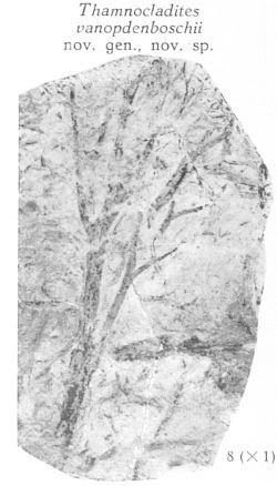 Fig. 8 - Thamnocladites vanopdenboschii nov. gen., nov. sp. Grandeur naturelle.