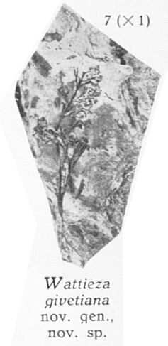 Fig. 7 - Wattieza givetiana nov. gen., nov. sp. - Holotype. Grandeur naturelle