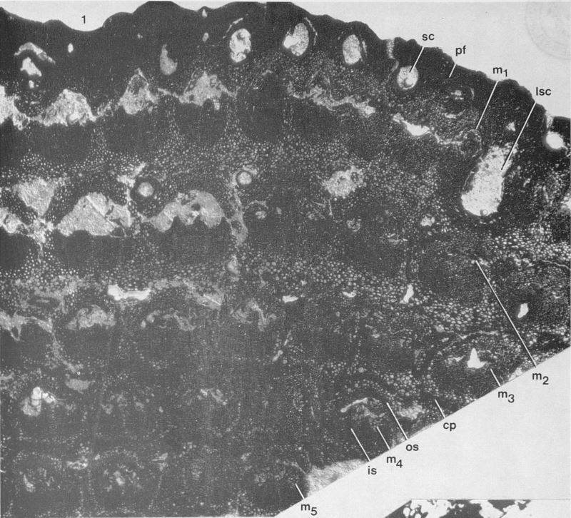 Fig. 1 - Transverse section of a small portion of the stem m1-5, successive meristele rings  