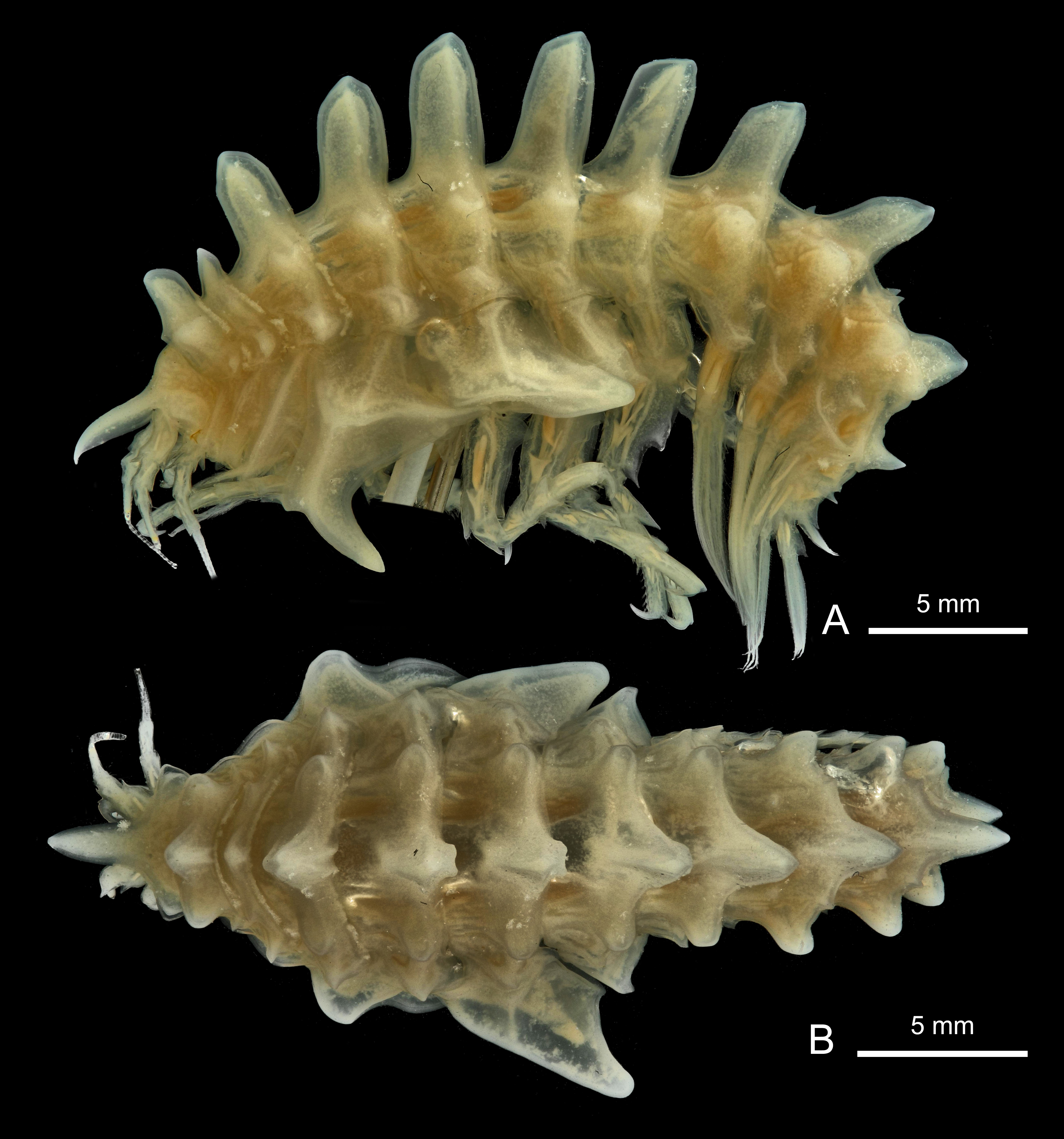BE-RBINS-INV holotype female INV.132940 Epimeria (Pseudepimeria) debroyeri plate number one.jpg