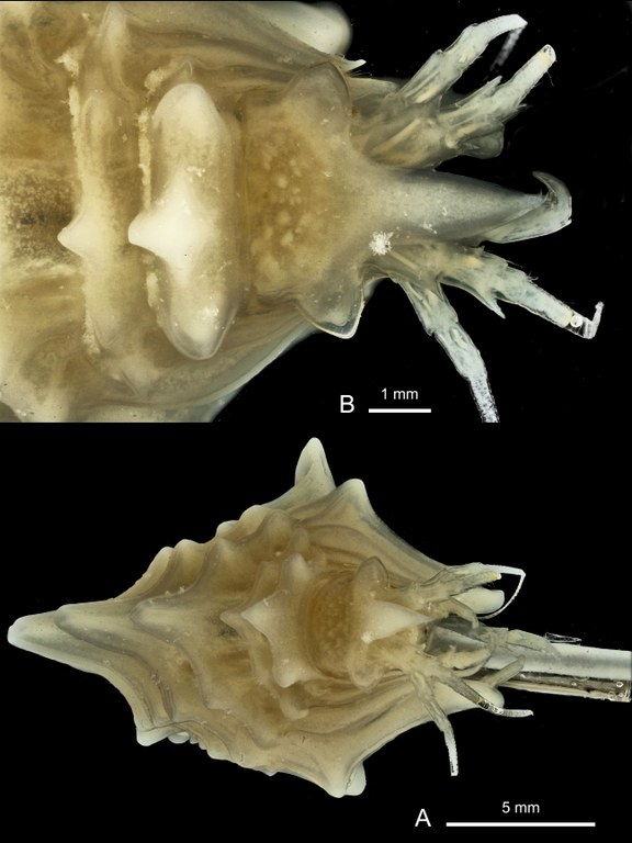 BE-RBINS-INV holotype female INV.132940 Epimeria (Pseudepimeria) debroyeri plate number two.jpg
