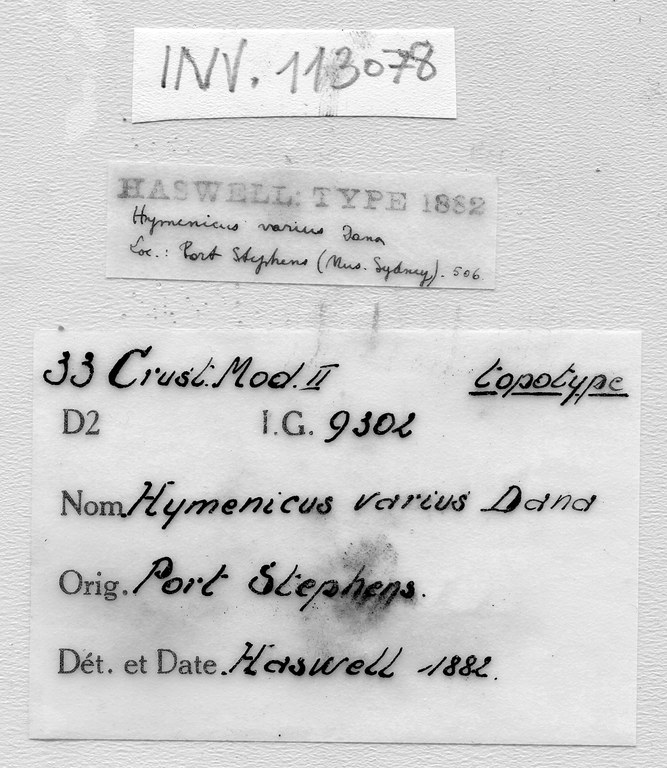 Halicarcinus ovatus Stimpson, 1858 - label.