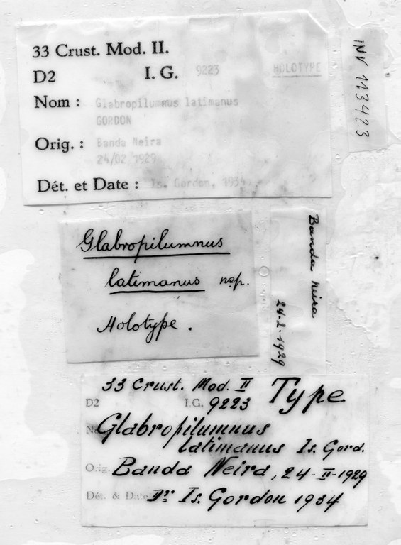 Lentipilumnus latimanus (Gordon, 1934) - label.