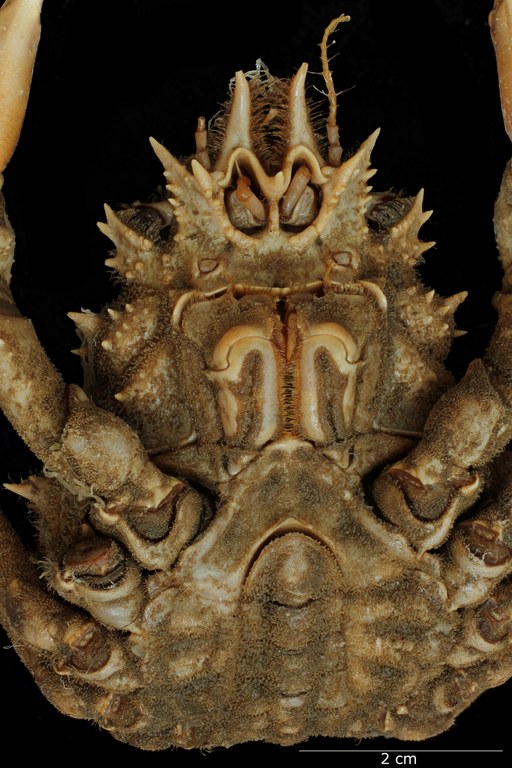 Leptomithrax gaimardii (H. Milne Edwards, 1834) - syntype of Leptomithrax spinulosus Haswell, 1880 - ventral view.
