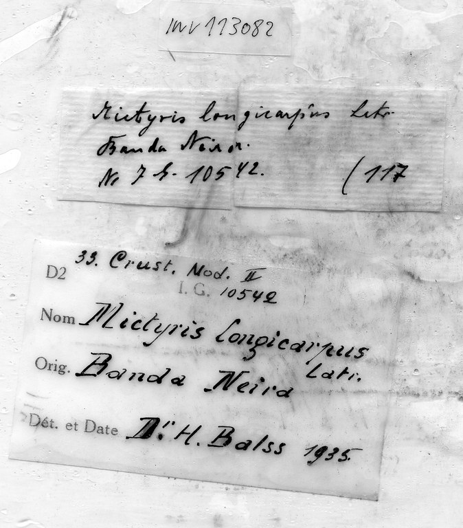 Mictyris cf. brevidactylus Stimpson, 1858 - label.