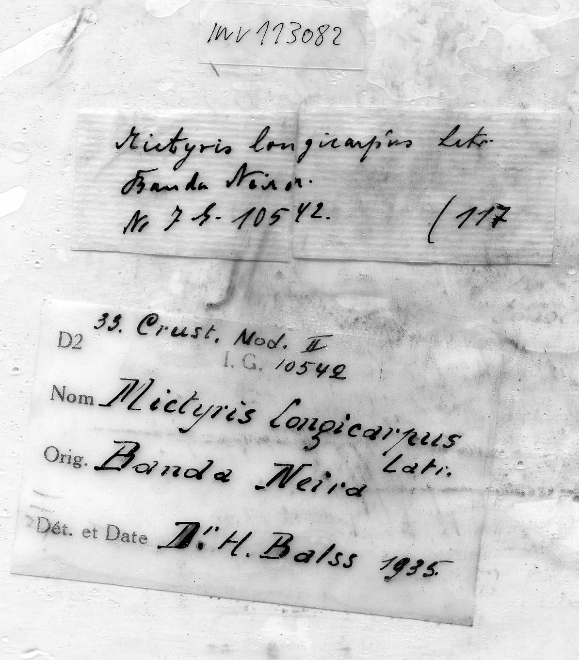 Mictyris cf. brevidactylus Stimpson, 1858 - label.