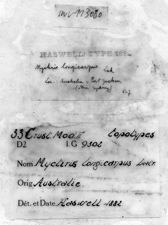 Mictyris longicarpus Latreille, 1806 - label