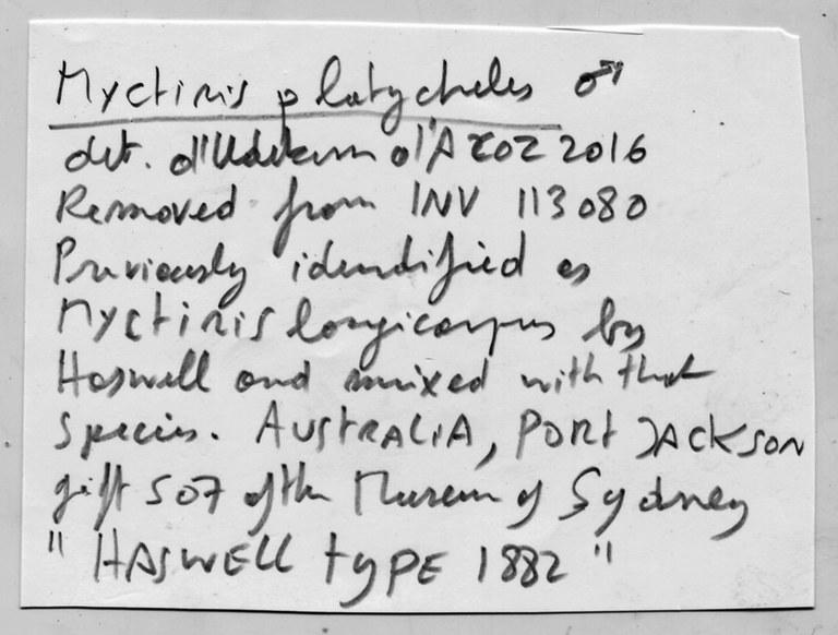 Mictyris platycheles H. Milne Edwards, 1852 - male - label