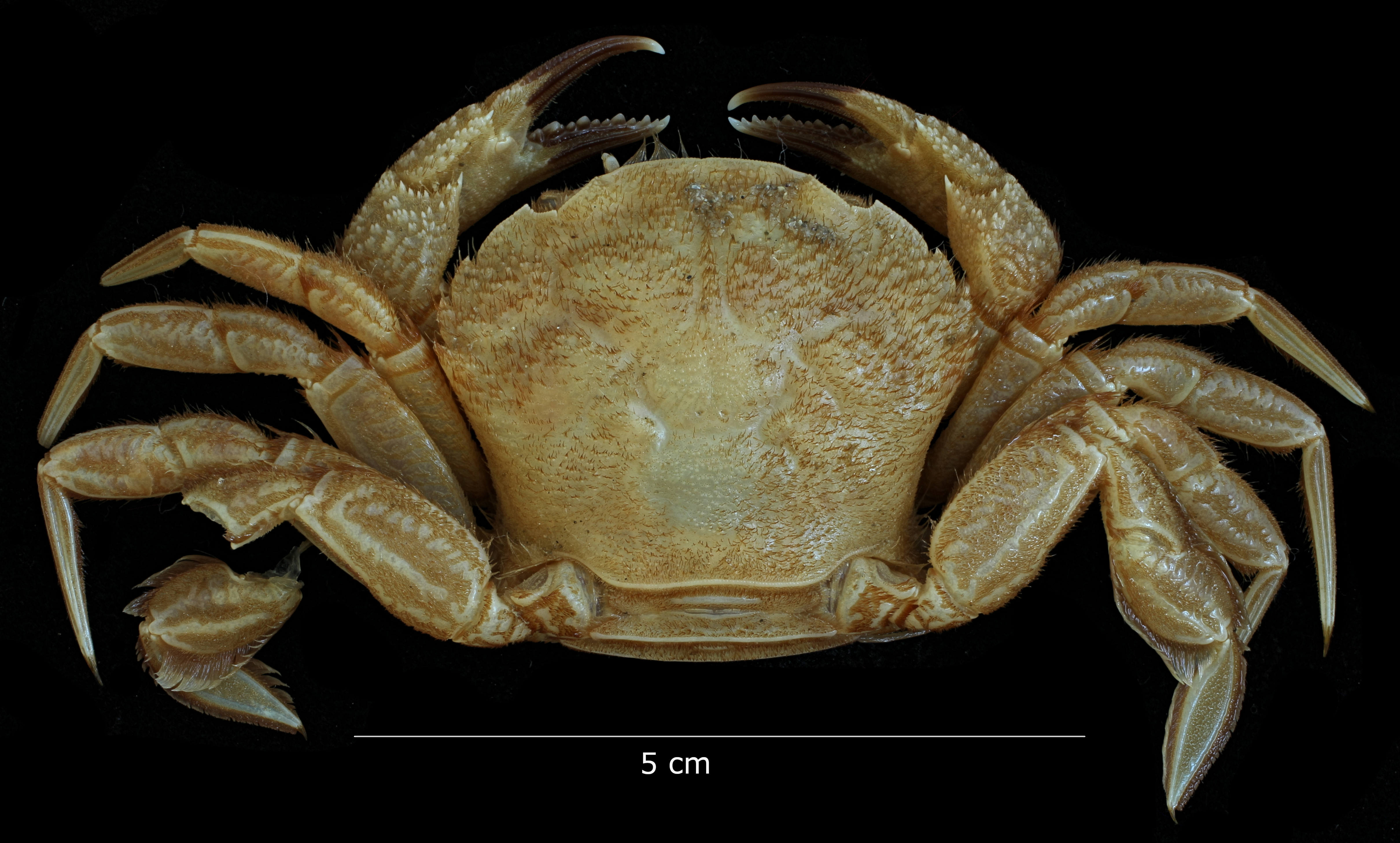 Nectocarcinus integrifrons (Latreille, 1825) - female - dorsal habitus.