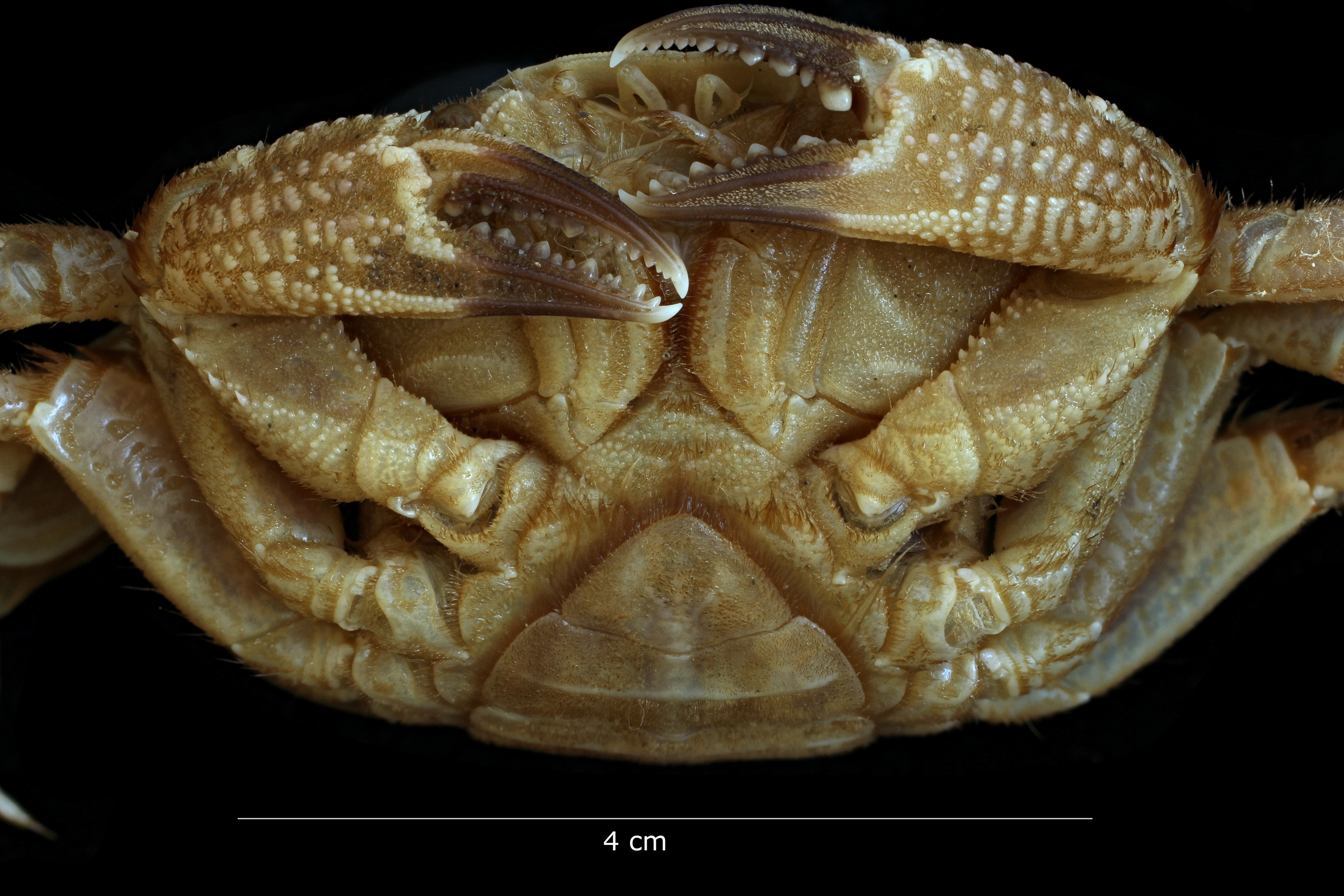Nectocarcinus integrifrons (Latreille, 1825) - female - ventral view.