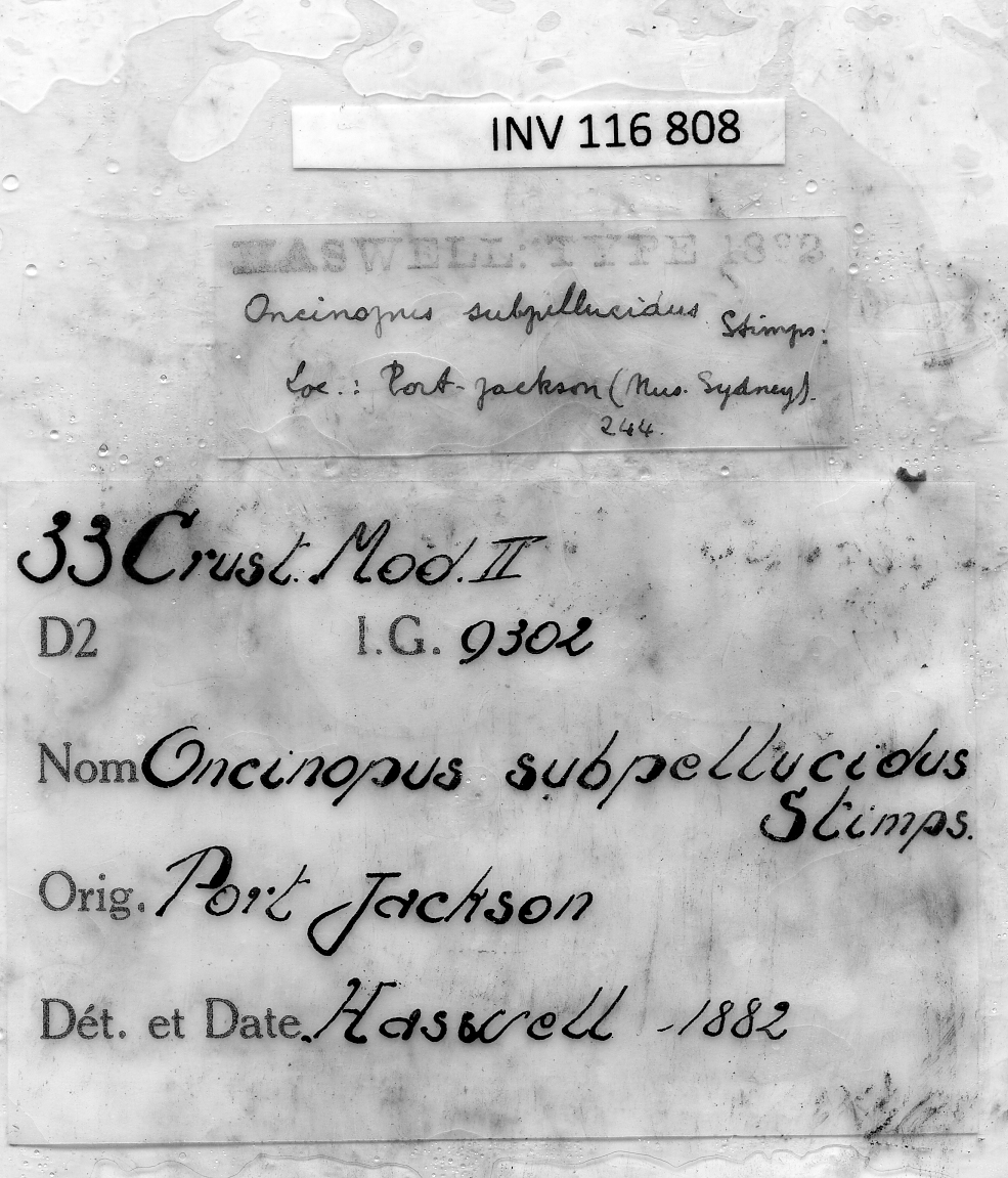 Oncinopus neptunus Adams & White, 1848 - label.