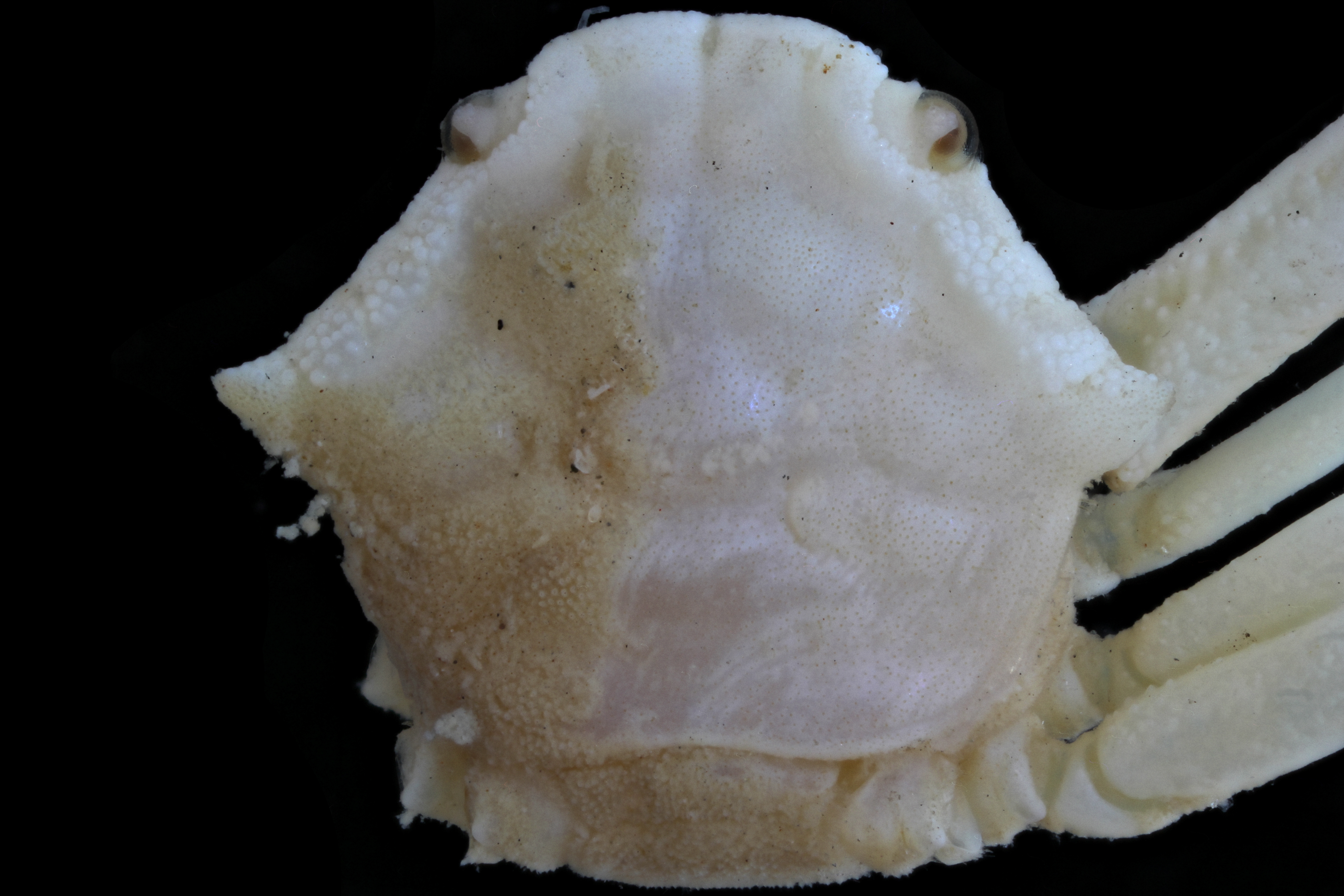 Permanotus purpureus (Gordon, 1934) - cephalothorax in dorsal view.