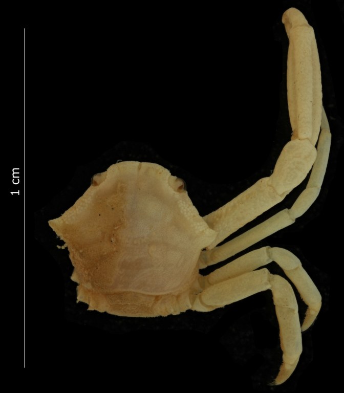 Permanotus purpureus (Gordon, 1934) - dorsal habitus.