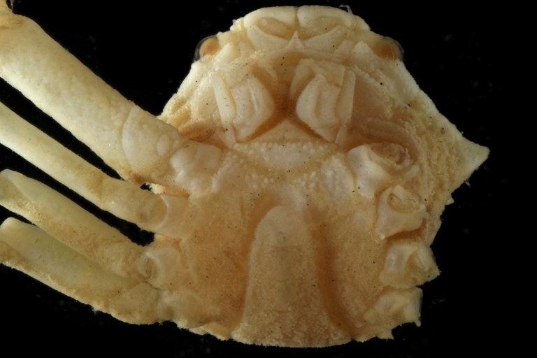 Permanotus purpureus (Gordon, 1934) - body in ventral view.