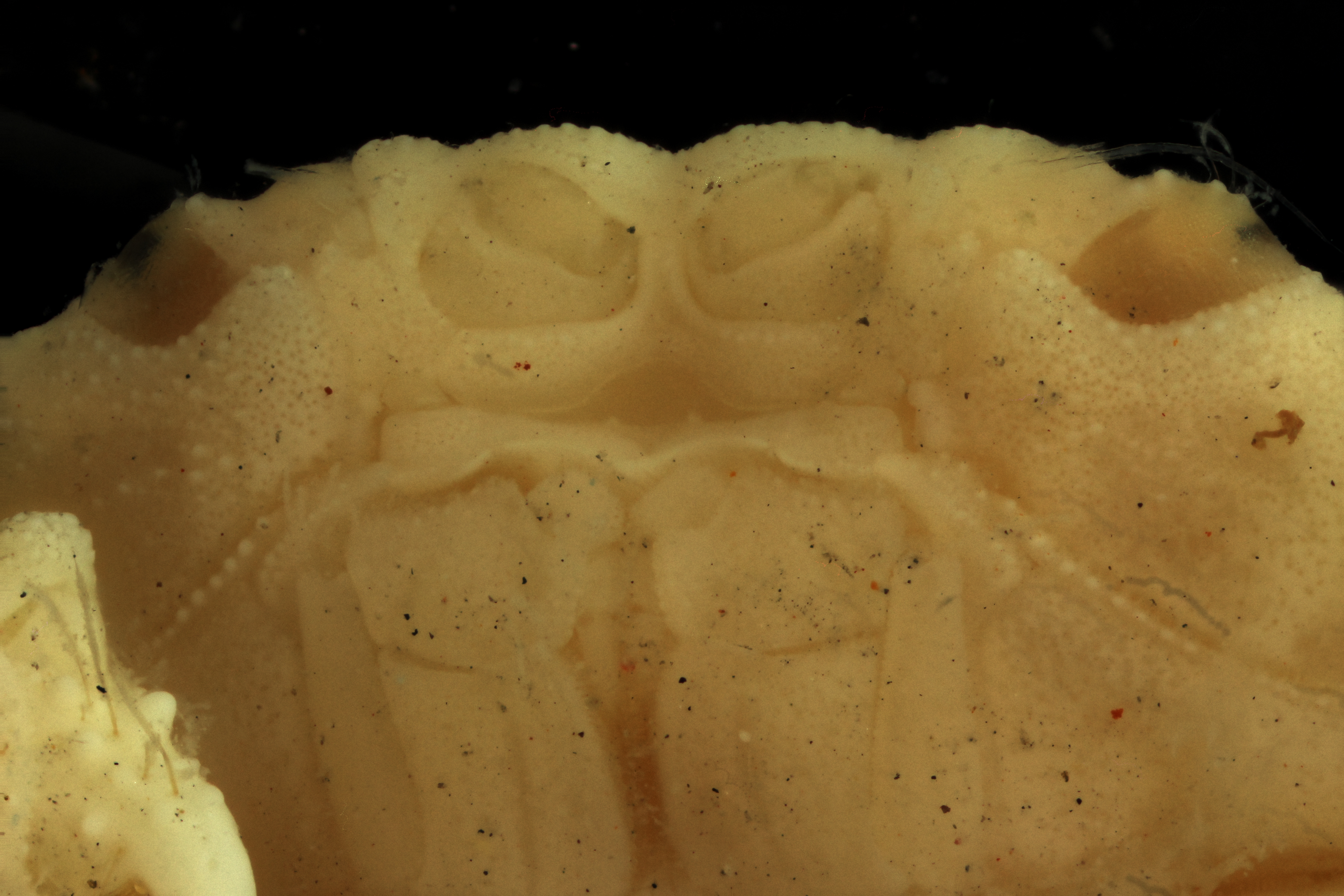 BE-RBINS-INV PARATYPE INV.113725 Phymodius odhneri ANTEROVENTRAL ZS PMax.jpg