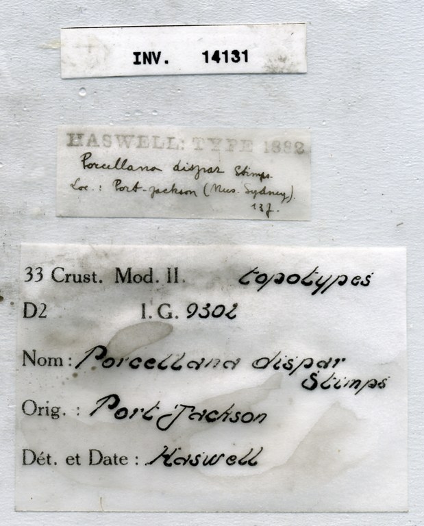 Pisidia dispar (Stimpson, 1858) INV.14131 - label.