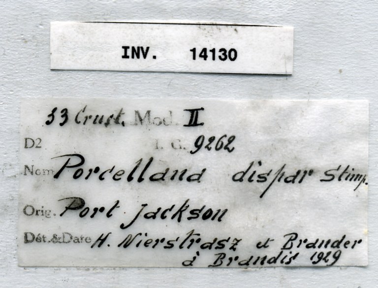 Pisidia dispar (Stimpson, 1858) INV.14130 - label.