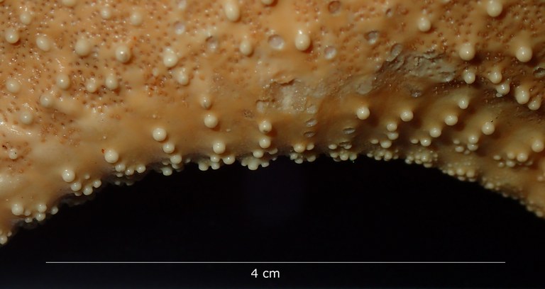 BE-RBINS-INV HOLOTYPE AST.442 Anthenea tuberculosa var. vanstraeleni inter arm region (dorsal).jpg