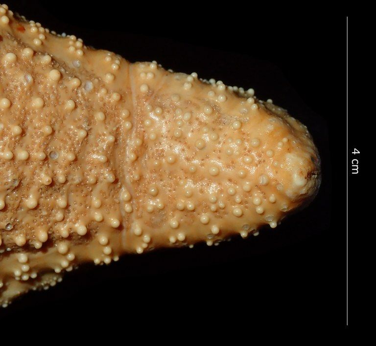 BE-RBINS-INV HOLOTYPE AST.442 Anthenea tuberculosa var. vanstraeleni arm details.jpg