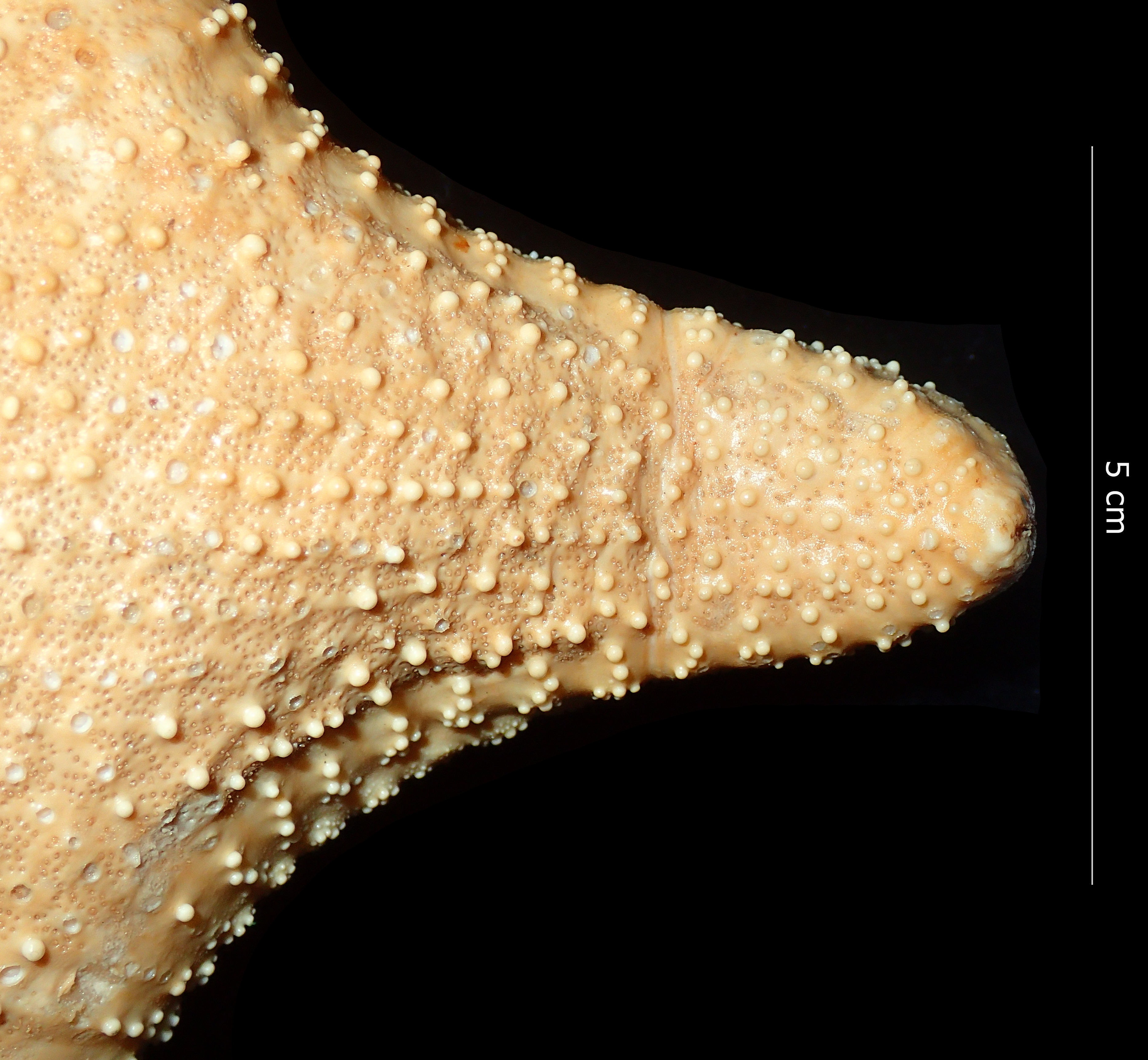 BE-RBINS-INV HOLOTYPE AST.442 Anthenea tuberculosa var. vanstraeleni arm dorsal view.jpg