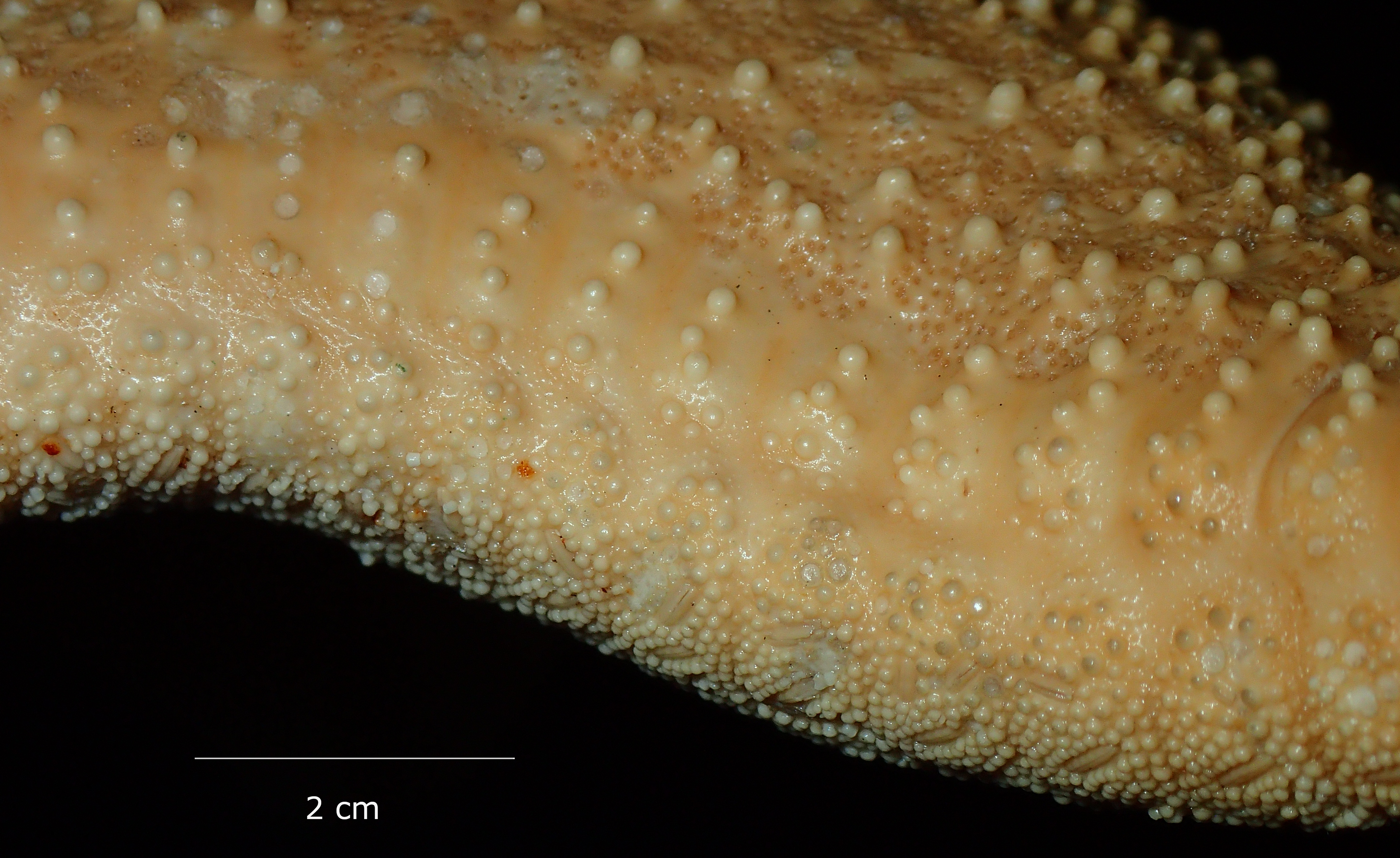BE-RBINS-INV HOLOTYPE AST.442 Anthenea tuberculosa var. vanstraeleni arm (proximal, lateral view).jpg