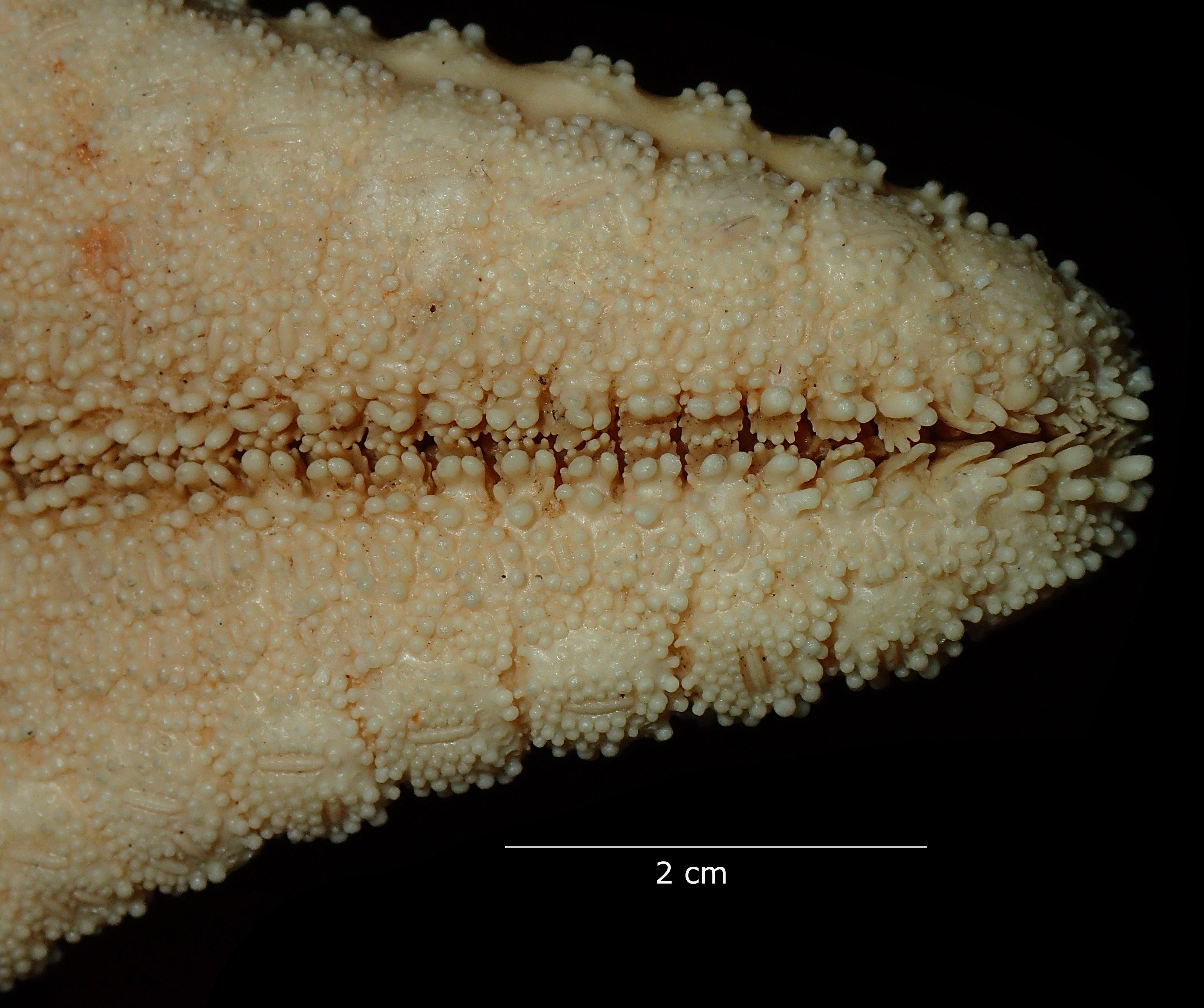 BE-RBINS-INV HOLOTYPE AST.442 Anthenea tuberculosa var. vanstraeleni tip of arm, ventral.jpg