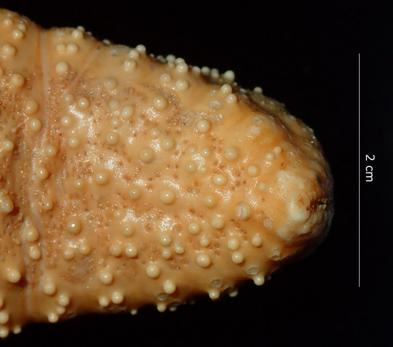 BE-RBINS-INV HOLOTYPE AST.442 Anthenea tuberculosa var. vanstraeleni tip of arm.jpg
