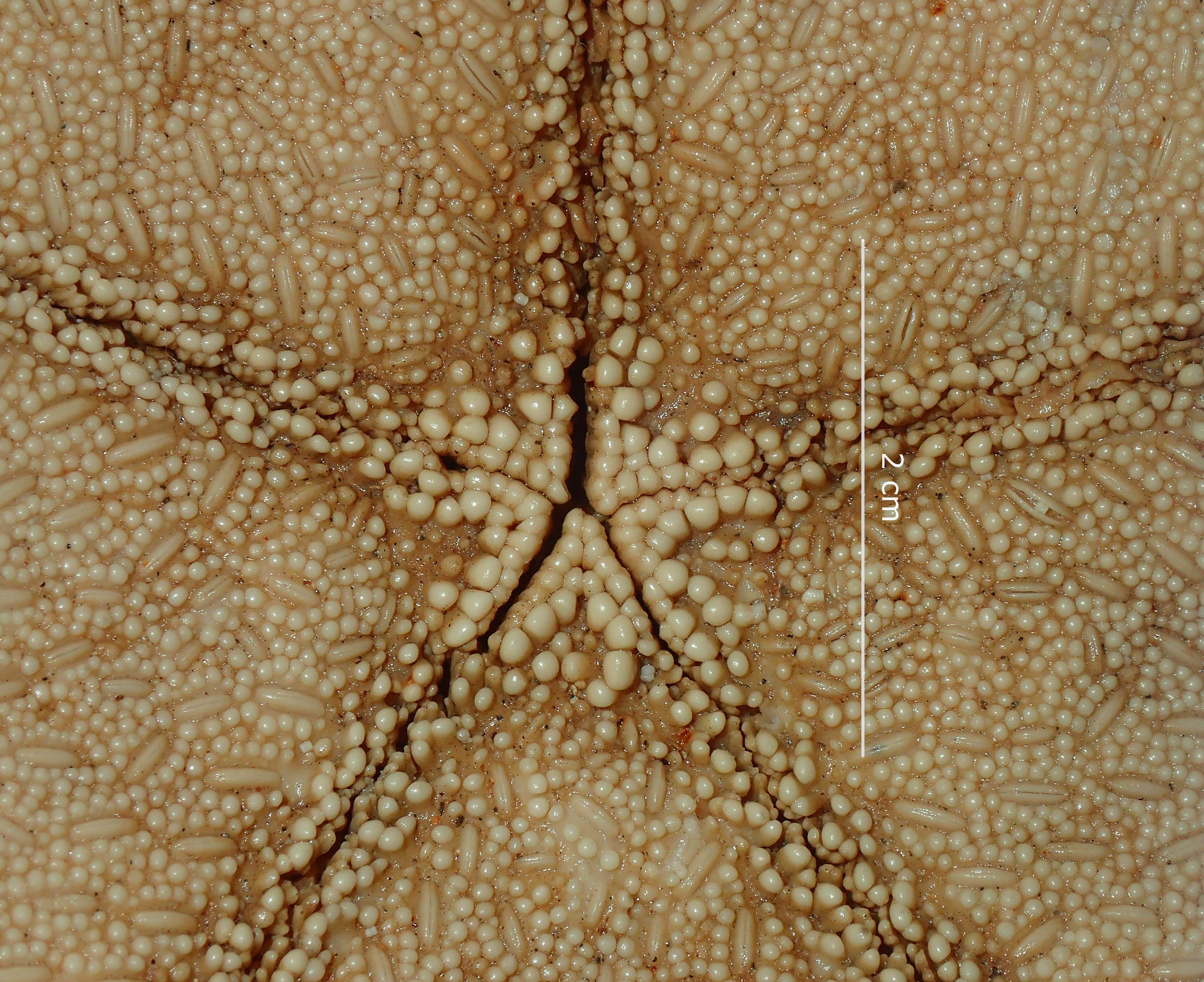 BE-RBINS-INV HOLOTYPE AST.442 Anthenea tuberculosa var. vanstraeleni ventral view, center.jpg