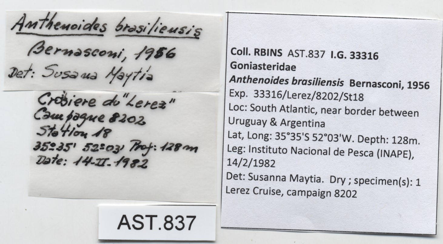 BE-RBINS-INV-AST-837-Anthenoides-brasiliensis-nt-label.jpg