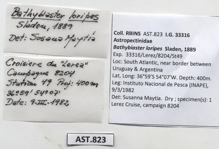 BE-RBINS-INV-AST-823-Bathybiaster-loripes-nt-label.jpg