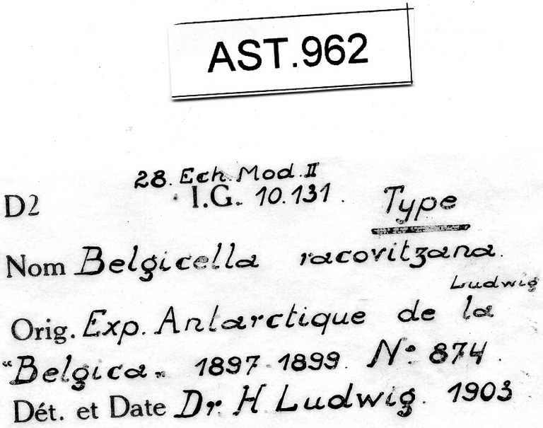 BE-RBINS-INV HOLOTYPE AST.962 Belgicella racowitzana Labels.jpg