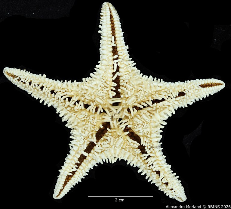 BE-RBINS-INV-AST-1036-Chitonaster-johannae-nt-V.jpg