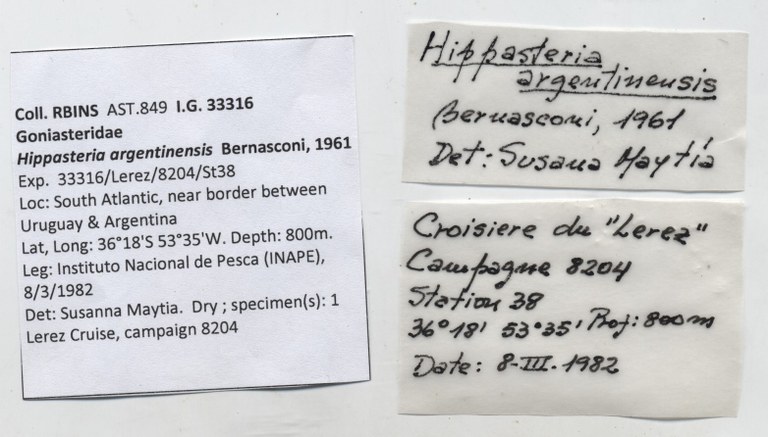 BE-RBINS-INV-AST-849-Hippasteria-argentinensis-nt-labels.jpg