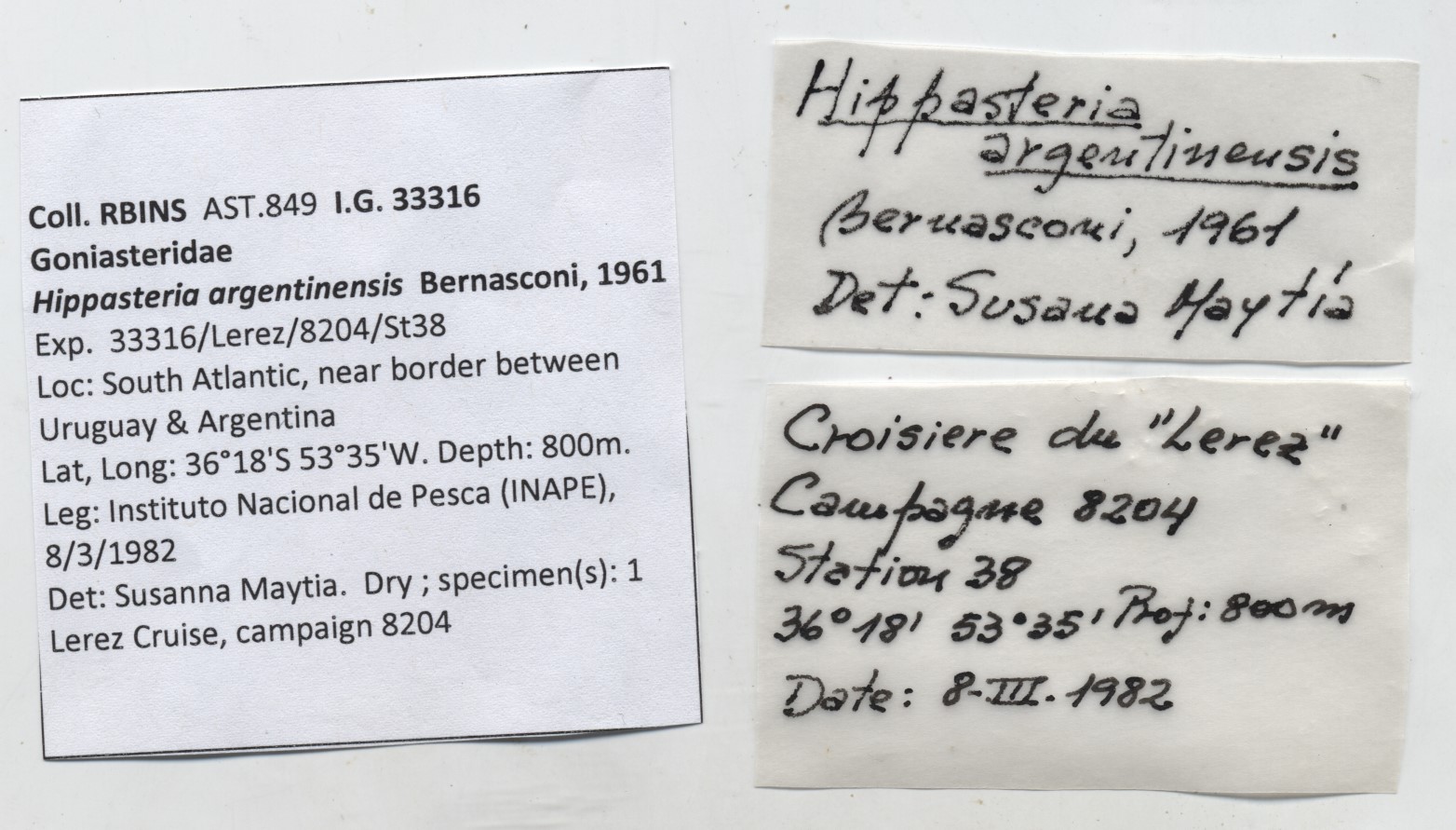 BE-RBINS-INV-AST-849-Hippasteria-argentinensis-nt-labels.jpg
