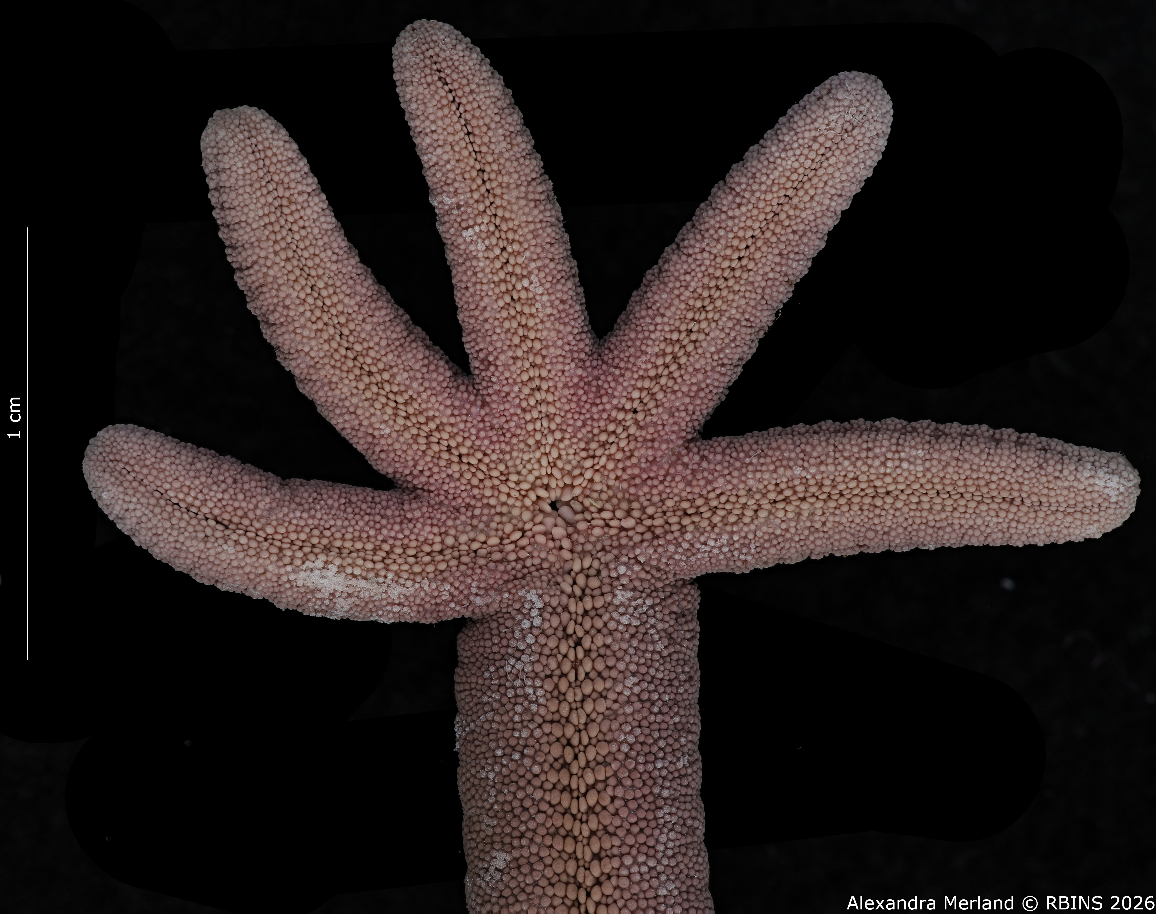 BE-RBINS-INV-AST-1082-Lincki-bouvieri-nt 2.jpg