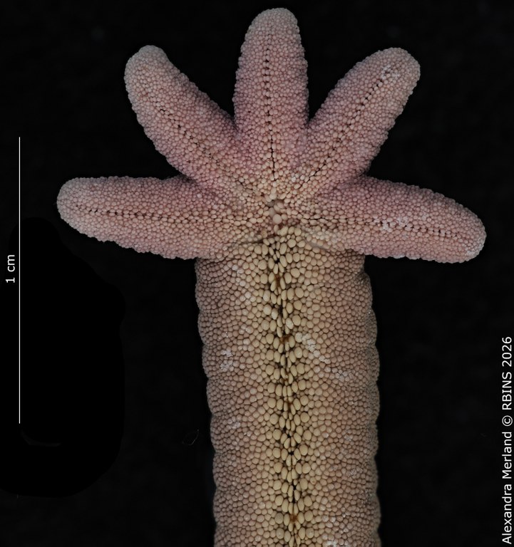 BE-RBINS-INV-AST-1082-Lincki-bouvieri-nt 3.jpg