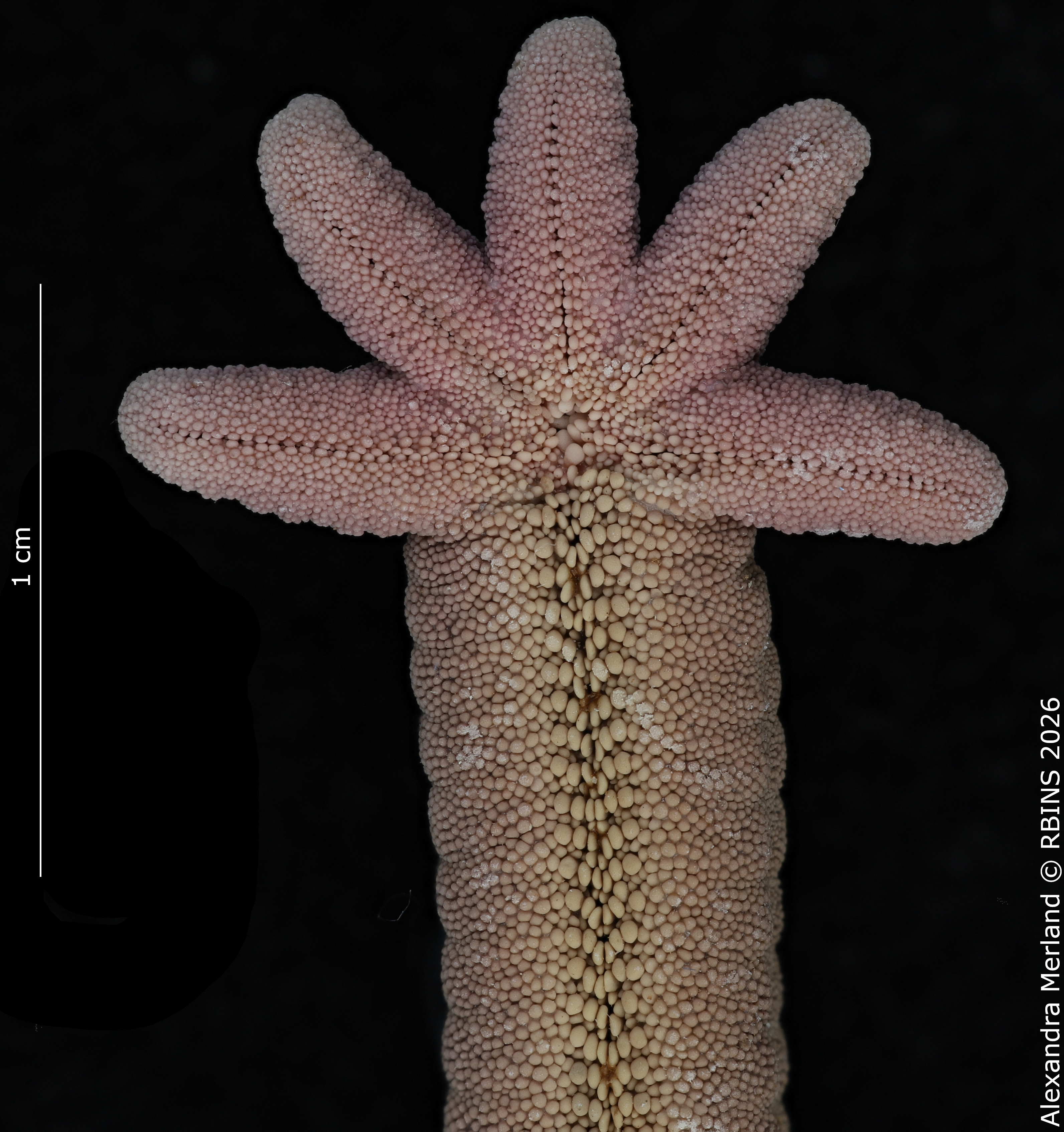 BE-RBINS-INV-AST-1082-Lincki-bouvieri-nt 3.jpg