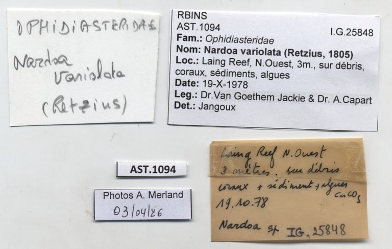 BE-RBINS-INV-AST-1094-Nardoa-variolata-nt-label.jpg