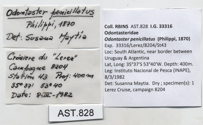 BE-RBINS-INV-AST-828-Odontaster- penicillatus-nt-label.jpg