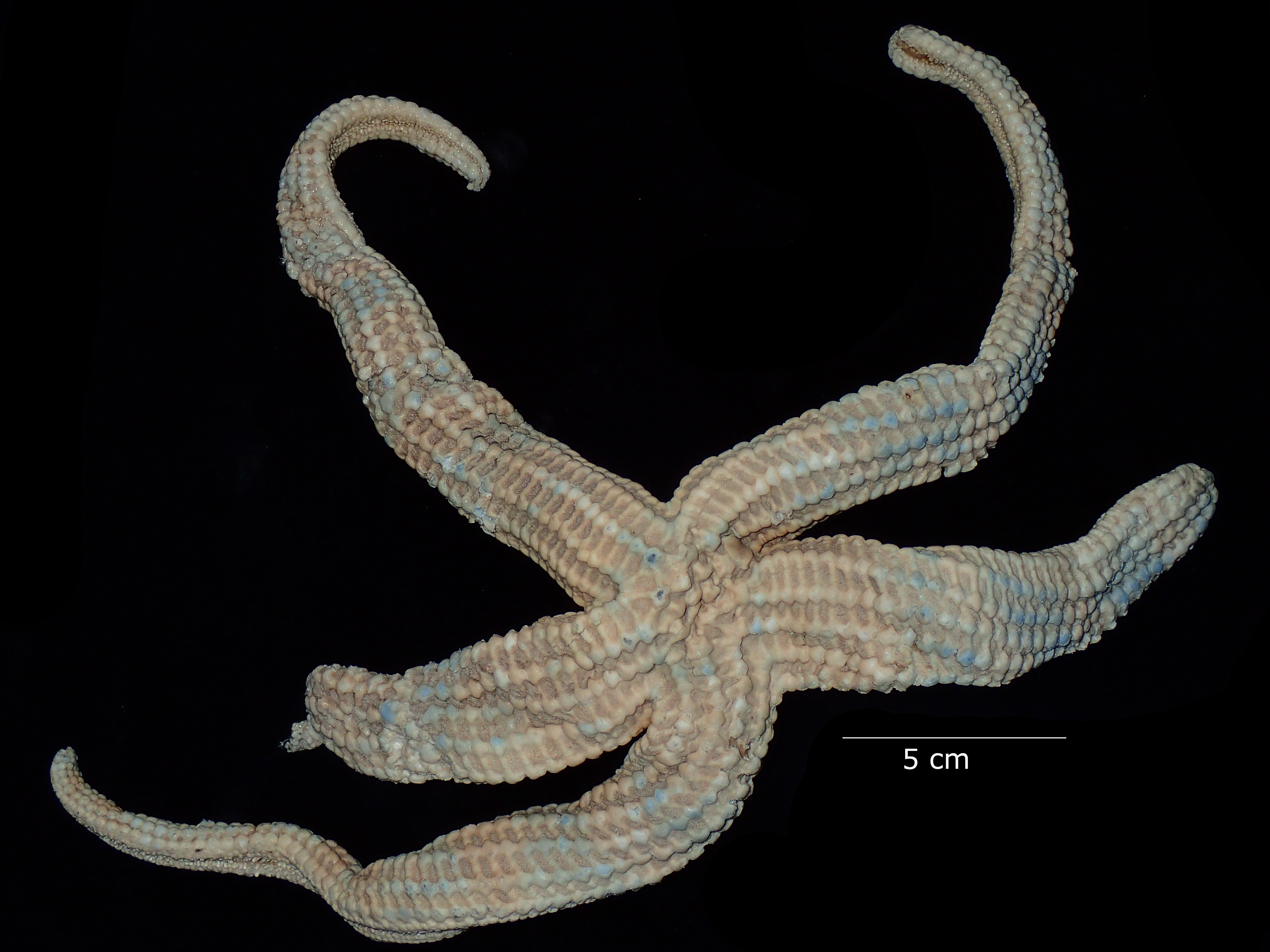 Ophidiaster helicostichus Sladen, 1889 [holotype of Ophidiaster astridae Engel, 1938]