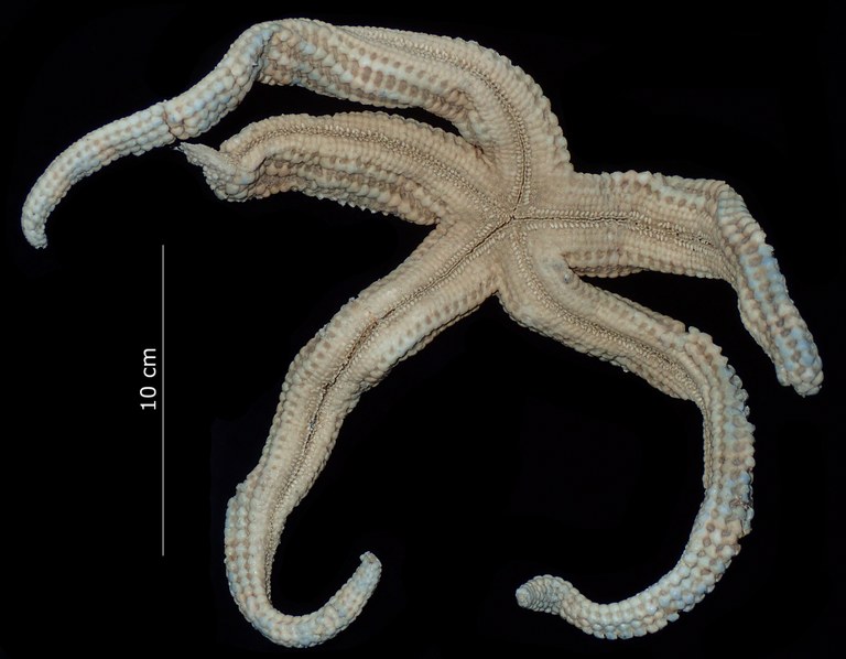 Ophidiaster helicostichus Sladen, 1889 [holotype of Ophidiaster astridae Engel, 1938]
