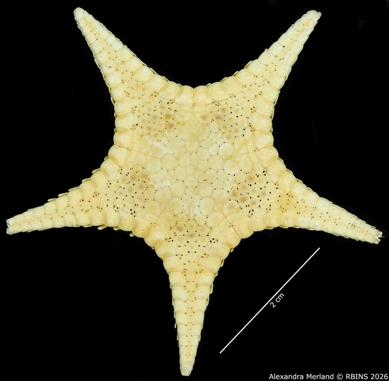 BE-RBINS-INV-AST-1028-Stellaster-equestris-nt-D.jpg