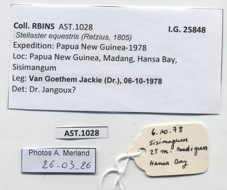 BE-RBINS-INV-AST-1028-Stellaster-equestris-nt-label.jpg
