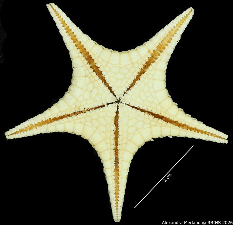 BE-RBINS-INV-AST-1028-Stellaster-equestris-nt-V.jpg