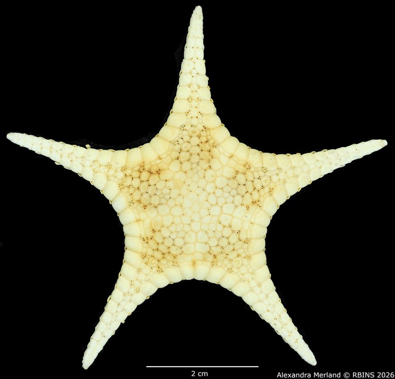 BE-RBINS-INV-AST-1027-Stellaster-equestris-nt-D.jpg
