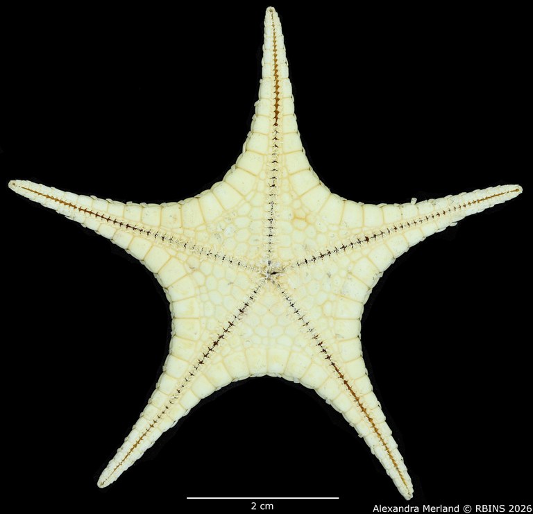 BE-RBINS-INV-AST-1027-Stellaster-equestris-nt-V.jpg