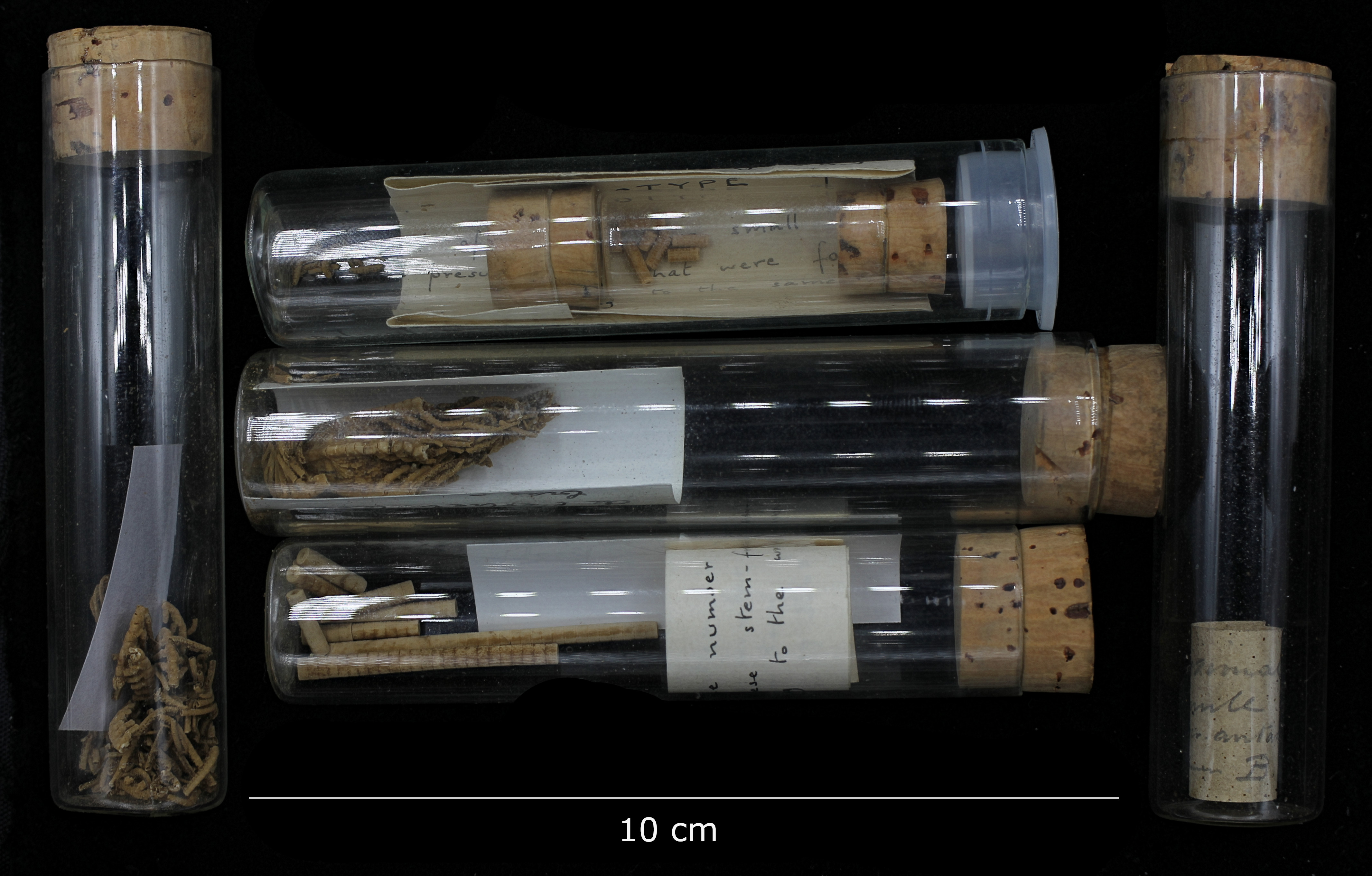 BE-RBINS-INV HOLOTYPE CRI.544 Ptilocrinus antarcticus specimens in their glass tube.jpg