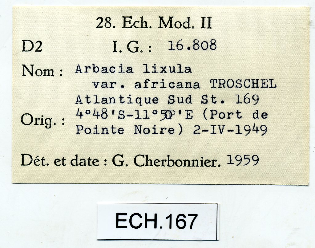 BE-RBINS-INV-ECH-167-Arbacia-lixula-africana-nt-label.jpg