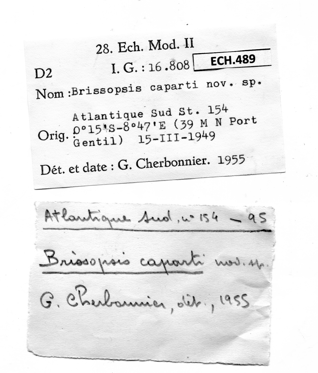 BE-RBINS-INV PARALECTOTYPE ECH.489 Brissopsis caparti Labels.jpg