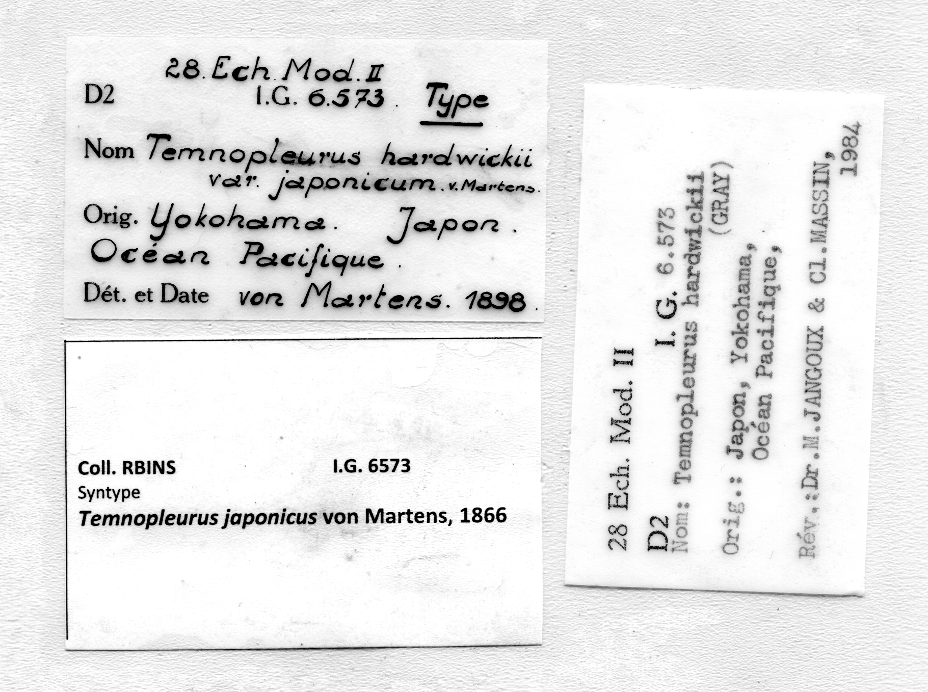 BE-RBINS-INV SYNTYPE ECH 742 Temnopleurus japonicus labels.jpg